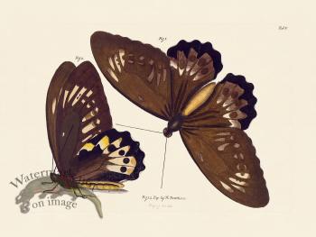 Jablonsky Butterfly 005